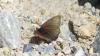 Erebia pluto